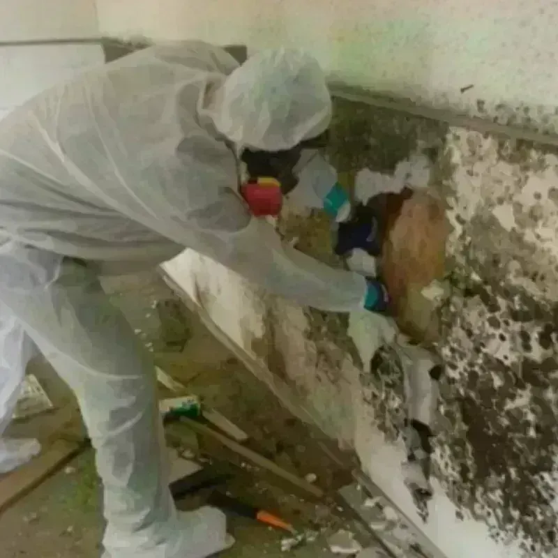 Mold Remediation and Removal in Santa Rosa, CA